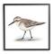 Stupell Industries Nautical Sandpiper Bird on Sand Speckled Feathers in Black Frame Wall Art